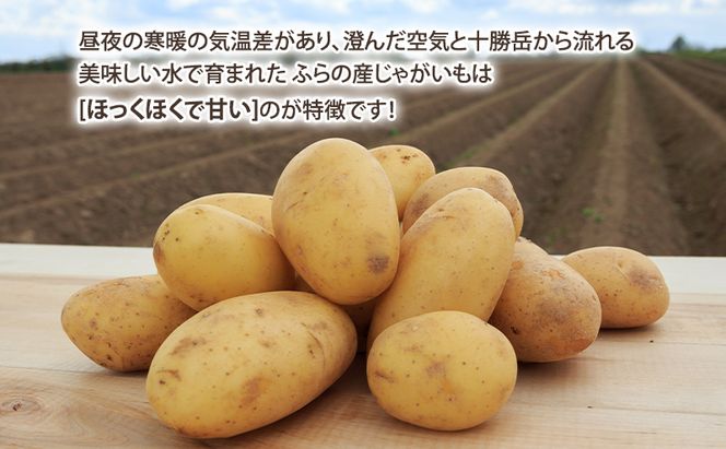 【2026年秋冬発送】濃厚な甘さ！黄金のじゃがいも インカの目覚め 約5kg 野菜 芋 インカ