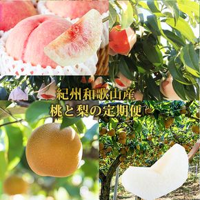 【全2回】かつらぎ町のフルーツ定期便（桃・梨）【7月・8月】 【tkb425】
