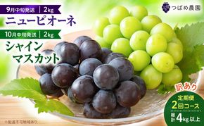 2026年 ぶどう 訳あり よくばり定期便 9月と10月の2回コース 総計 4kg 【1回目ニューピオーネ 2kg 9月中旬発送】 【2回目シャインマスカット 2kg 10月中旬発送】 岡山県高梁市産 9月10月各月発送 数量限定