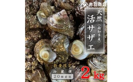 南知多町産 活サザエ 約2kg (20個前後)