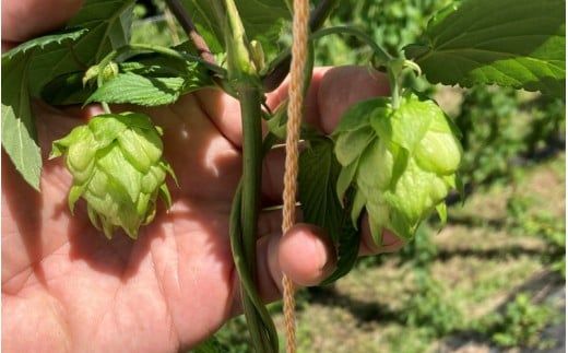 紀美野町産ホップ100%使用！ きみのホップ 24本入り / ビール 地ビール ホップ 国産 さわやか 晩酌 パーティ 飲み会 和歌山県 紀美野町【kml001】