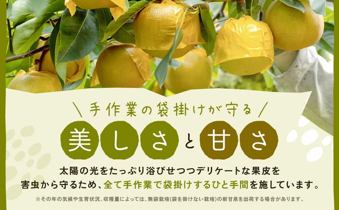 新甘泉梨 3kg箱(約6～10玉) 312011_BU005