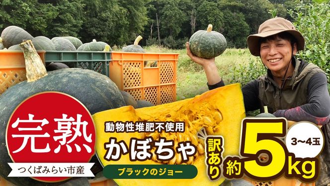 【 訳アリ 】完熟かぼちゃ ブラックのジョー 約5kg（3～4玉） かぼちゃ 生かぼちゃ ほくほく ねっとり 甘い 国産 茨城県産 訳アリ お取り寄せ 野菜 国産 ［FA19-NT］