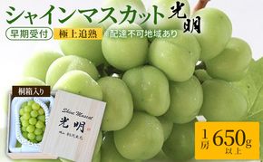 ぶどう 早期受付 極上追熟 シャイン マスカット 1房 650g以上 「光明」桐箱入り ブドウ 葡萄  岡山県産 国産 フルーツ 果物 ギフト 桃茂実苑