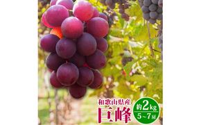 紀州和歌山産 巨峰ぶどう 約2kg / 巨峰 ぶどう ブドウ 葡萄 果物 くだもの フルーツ ※2027年8月中旬〜9月上旬頃順次発送 ※日付指定不可 ※離島への配送不可 【uot517-r-2】