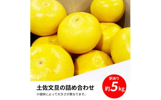 TKA043　先行予約 土佐の柑橘 土佐文旦 5kg 詰め合わせ ちょっと訳あり 文旦 5キロ ぶんたん ブンタン 柑橘 高知県 高知 返礼品 故郷納税 9000円 果物 くだもの フルーツ お取り寄せ 美味しい おいしい ご家庭用 ご自宅用 規格外サイズ 傷 訳あり