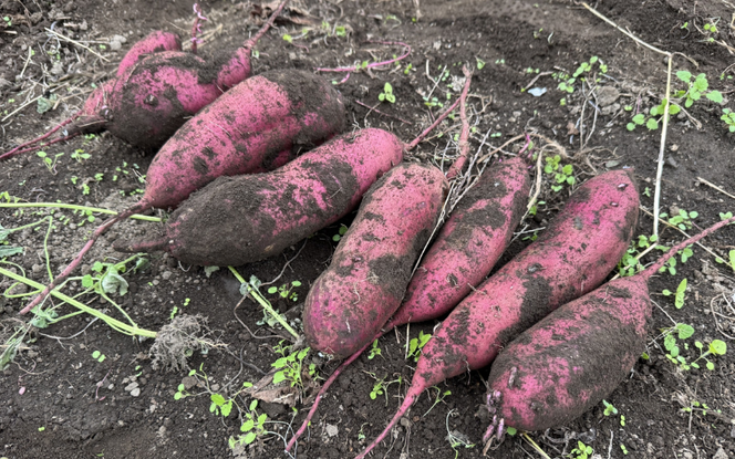 【2026年先行予約】蒜山の柴田さん家の紅はるか ３kg / さつまいも 紅はるか 岡山県 真庭市 蒜山 【sbta001-01】