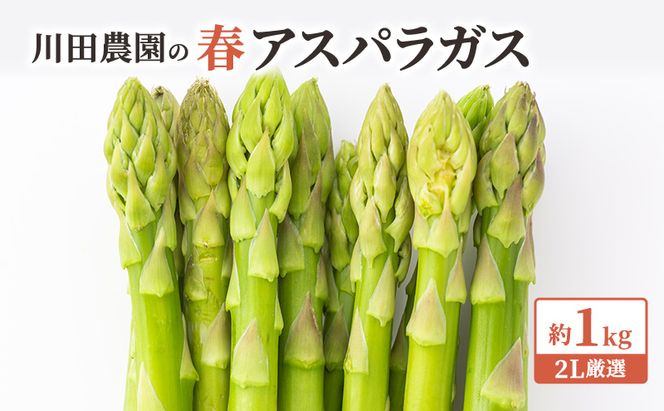先行予約 岩木山高原 アスパラガス 約1kg 2L厳選 5月6月発送 アスパラ 野菜 旬の野菜 産地直送 季節の野菜 春野菜 青森 青森県 鰺ヶ沢町
