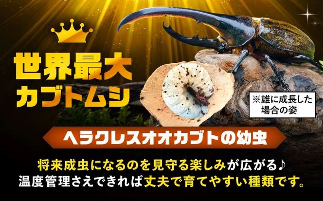 【配送不可地域：北海道・沖縄・離島】ヘラクレスオオカブト幼虫1匹（2〜3齢）愛西市 / 艶麗[AEDD004]