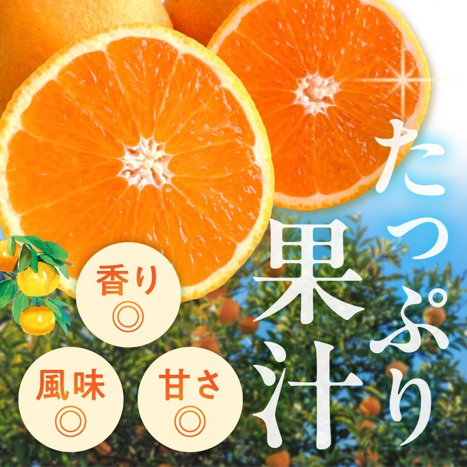【2027年先行予約】清見オレンジ 約4.5kg 湯浅町田村産 春みかん（果実サイズおまかせ）/ 紀伊国屋文左衛門本舗_V7030