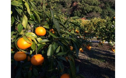 【希少柑橘】和歌山県産なつみ約5kg（S～2Lサイズおまかせ）※2027年4月上旬～4月下旬頃順次発送（お届け日指定不可）【tecj1021】