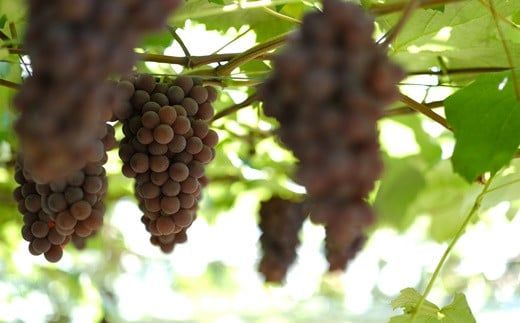 大迫佐藤葡萄園 ツヴァイゲルトレーベ2本 【828】