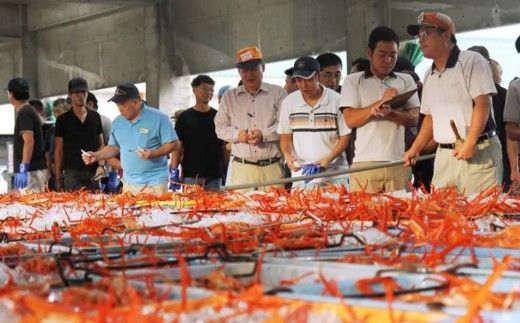 《12/21まで年内発送》【調理済み 生 香住ガニ 2Lサイズ 5肩セット 冷凍】日本海 本場 鮮度 抜群 カネニ基準 厳選 殻むき不要 簡単 お手軽 足 爪 身 脚 ボイル 鍋 蒸し 焼き 蟹 かに ベニズワイガニ 紅 ズワイガニ べに ずわいがに ふるさと納税 人気 おすすめ 返礼品 兵庫県 香美町 香住 カネニ 06-14