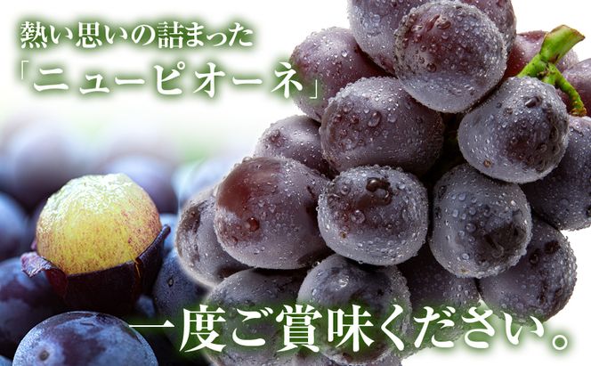 ニュー ピオーネ 約2kg 3～5房 ぶどう 葡萄 フルーツ 岡山 高梁市産 2026年 先行予約 果物類 果物 