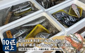 159-2003-12　【下処理あり（うろこ・内臓を除去）】昭和24年創業の湘南大磯の魚屋が厳選した旬な鮮魚をお届け。10匹以上。内容はお任せ【 魚 神奈川県 大磯 湘南 特産品 贈答品 地魚 お歳暮・お中元 大磯グルメ 】