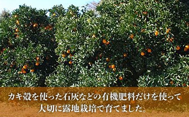 【先行受付】糸島産ネーブル10kg 【2026年2月下旬以降順次発送】 糸島市 / シーブ みかん 柑橘[AHC069]