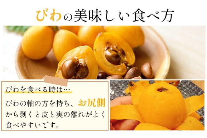 AH093 【期間限定発送】長崎県産 ハウスびわ 約500g 化粧箱入り [ フルーツ 果物 くだもの びわ ビワ 枇杷 数量限定 季節限定 初夏 冷蔵 長崎県 島原市 ]