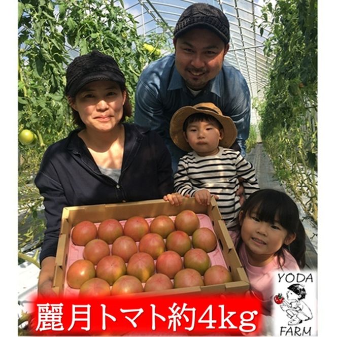 2026年 早期受付 麗月トマト 約4kg 野菜 トマト とまと 岡山県 高梁市産  産地直送