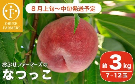 なつっこ 約3kg 7～12玉 ［おぶせファーマーズ］桃 もも モモ フルーツ 果物 クール便 冷蔵便 長野県産 信州産  令和8年産【2026年8月上旬～中旬発送】