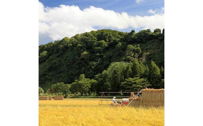 【令和7年産】定期便！魚沼産こだわり従来コシヒカリ【合計30kg】毎月5kg×6回 ブランド米 銘柄米 白米 精米 ご飯 おにぎり お弁当 