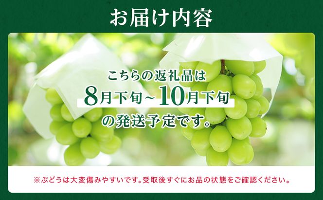 ぶどう 2026年 先行予約 シャイン マスカット 晴王 5房～10房 約5kg 8月下旬～11月下旬発送 ブドウ 葡萄 岡山県産 国産 フルーツ 果物 ギフト 