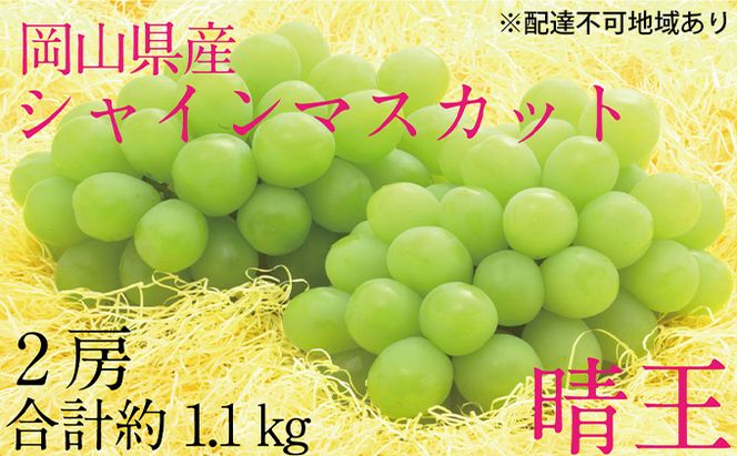 ぶどう 2026年 先行予約 シャイン マスカット 晴王 2房（合計約1.1kg） ブドウ 葡萄  岡山県産 国産 フルーツ 果物 ギフト 