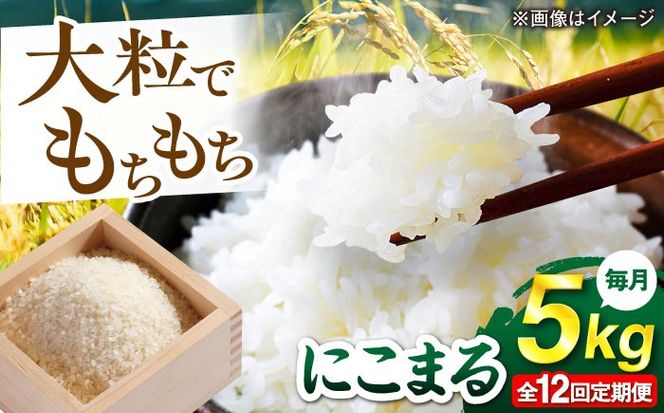 【全12回定期便】 にこまる 玄米品質1等米 白米 5kg 糸島市産 糸島市 / 糸島の恵み コメ こめ ご飯[AGR010]