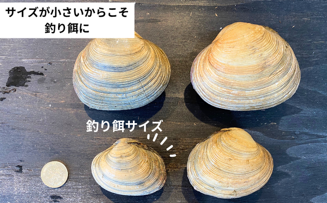 岬だよりの＜天然＞大あさり釣り餌用 6個入り×4袋セット