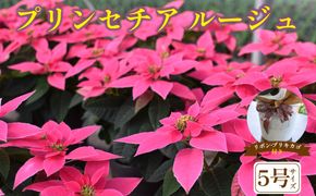 プリンセチア ルージュ（観葉植物 植物 5号鉢 贈答 贈り物 プレゼント ギフト）