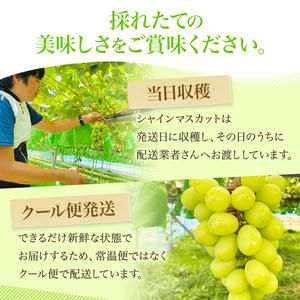 【先行予約】 [訳あり]  シャインマスカット 2房 計1kg～1.2kg（1房 500～600g）＜出荷時期：2026年10月上旬～10月中旬ごろ＞【数量限定 期間限定 果物 果物類 フルーツ ぶどう ブドウ 葡萄 マスカット 秋田 にかほ】