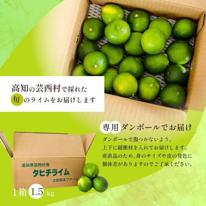 【CF-R7hbk】TSF001-1　タヒチライム 約1.5kg ライム 国産 種なし 柑橘類 かんきつ類 防腐剤不使用 ノーワックス 新鮮 冷蔵 家庭用 果物 くだもの フルーツ 芸西村 高知県産
