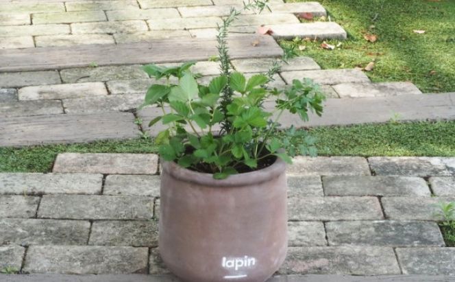 ハーブ 寄せ植え 5種 ラウンド型 チョコ色 25cm 植物 インテリア ガーデン 