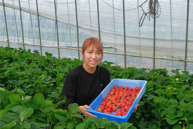 特別栽培特選あまおう800g【うるう農園】_HA1970