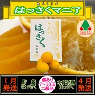 1・4月発送 全2回 定期便 はっさく マニア 貯蔵 ＆ 木成完熟 傷あり 二級品 7 ～ 10玉 化粧箱 和歌山 有田 南泰園 BS182