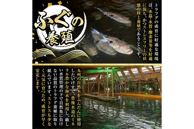 生簀直送 とらふぐ ぽん酢付き 刺し身 セット (刺し身×2皿・ヒレ×10g・皮スライス×60g) 魚 ふぐ 河豚 刺身 さしみ 小分け かぼす ポン酢 もみじおろし 冷凍 瞬間凍結 佐伯 養殖 国産 【EA23】【トーワ】