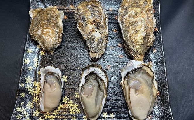 北海道 厚岸産 殻付き 牡蠣 LLサイズ 14個 お中元 特別選別品 魚貝類 生牡蠣 海鮮 海の幸 海産物 ふっくら 濃厚 甘み マルえもん オイスター 生食用殻付カキ 生食用 