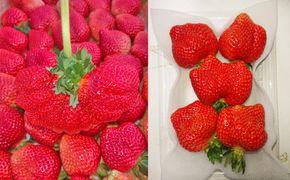 【2026年2月上旬～4月上旬発送予定】厳選大粒あまおう 4パック 計約1000-1080g 苺 いちご フルーツ 国産 冷蔵