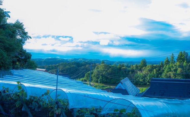 黒 ニュー ピオーネ 1房 650g以上 葡萄 ぶどう フルーツ 岡山 高梁市産 赤迫農園 2026年 先行予約 果物 デザート 愛情 最高 新鮮 桐箱入り 美味しい 