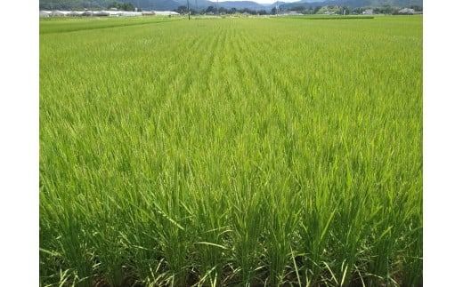 476.令和7年度米【すぐ発送】地元でも美味しいと評判！八百津町小川さんのコシヒカリ10Kg 申込  発送 可能 すぐにお届け