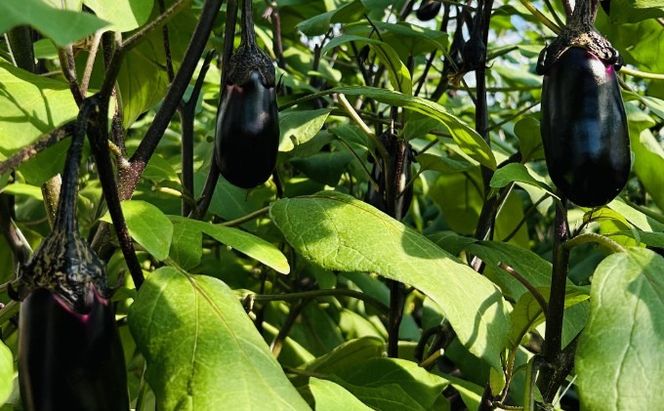 揚げナス 2.4kg【輪切り・乱切り】海洋深層水仕込みのナス使用 カット済 揚げなす あげなす 野菜 やさい ナス なす 茄子 生産量日本一 高知 室戸 惣菜 便利 用途 豊富 カット野菜 調理 ハウス栽培 小分け
