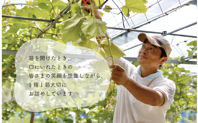 【2026年先行予約】訳ありご家庭用 紫苑(しえん)/ 約2.2kg (岡山県産) 【KF-B085-03】