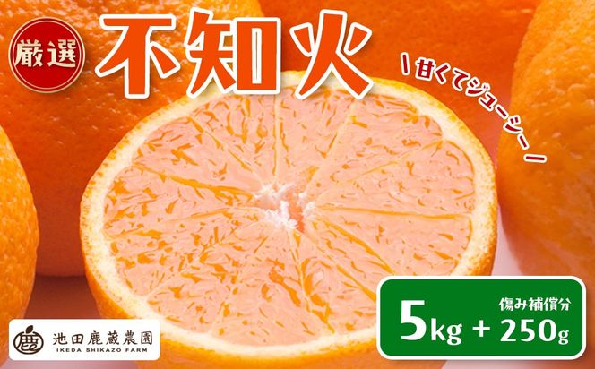 ［先行予約］厳選 不知火5kg+250g（傷み補償分）［デコポンと同品種・人気の春みかん］ CZ120