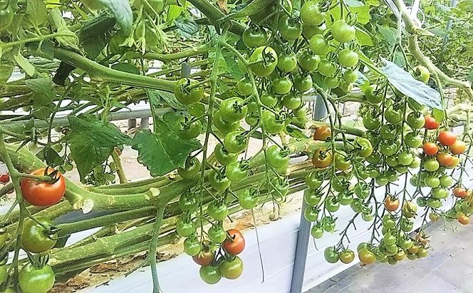 カラダに優しい「乳酸菌入り ミニトマト3kg」初物 野菜 