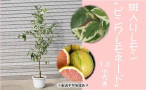 鉢植え レモンの木 斑入り ピンクレモネード 1.3内外 配送不可 北海道 沖縄 離島 苗木 れもん 檸檬 Lemon 観葉植物 ガーデニング 珍しい品種 果肉 