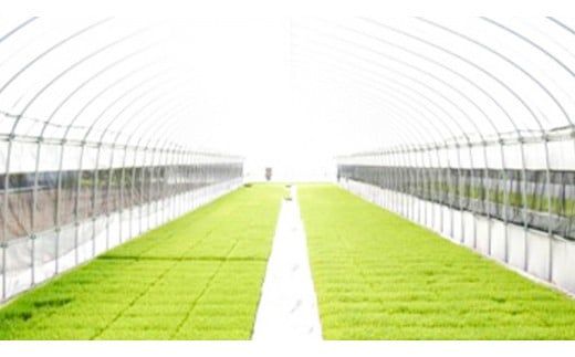 精米 百笑米 「 瑞の穫 」 特別栽培 ミルキークイーン 5kg R7年産 米 コメ 茨城県 単一米 [AC001ci]