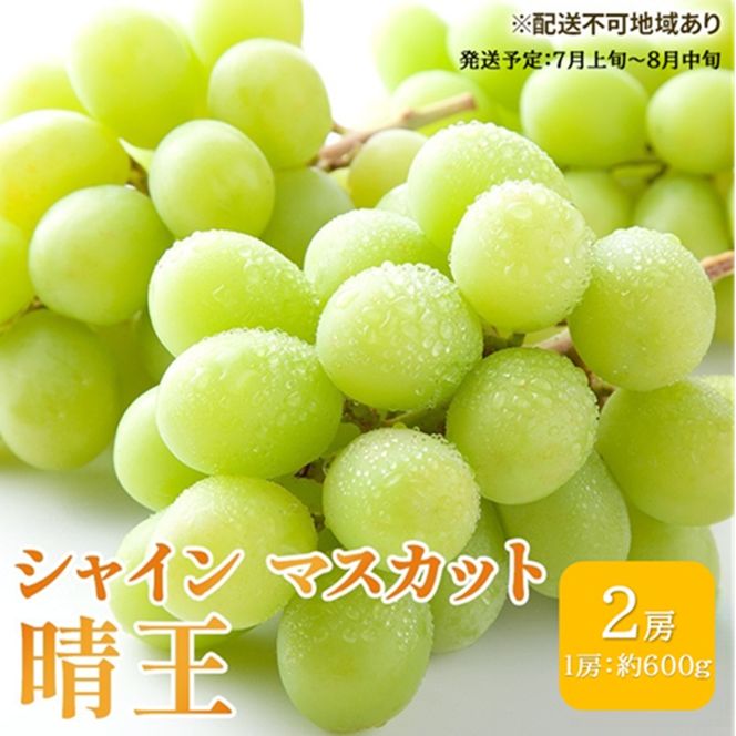 ぶどう 2026年 先行予約 シャイン マスカット 晴王 約600g×2房 ブドウ 葡萄  岡山県産 国産 フルーツ 果物 ギフト シャインマスカット 美しい 大粒 種なし 弾力 高糖度 甘い
