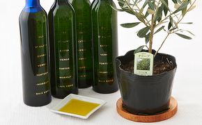 EXV. オリーブオイル トルトサ ＆ オリーブ の 苗木 セット 食用油 エキストラバージンオリーブオイル 観葉植物 