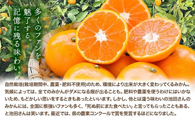 温州みかん 選べる内容量 2kg 3kg 5kg 池田農園《11月上旬-12月末頃出荷》熊本県 玉名郡 玉東町 みかん ミカン 柑橘 フルーツ 果物 自然栽培 栽培期間中農薬・肥料不使用---gkt_ikd_7_2kg---