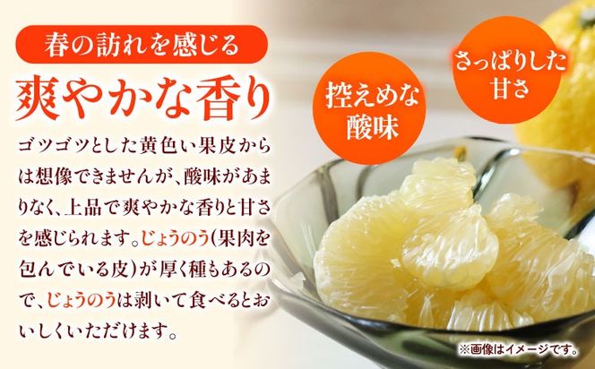 みかん はるか 約 5kg サイズ混合 どの坂果樹園《2027年3月上旬-5月下旬頃出荷》 和歌山県 日高町 はるか 旬 柑橘 フルーツ 果物---wsh_dsk8_ab35_24_11000_5kg---