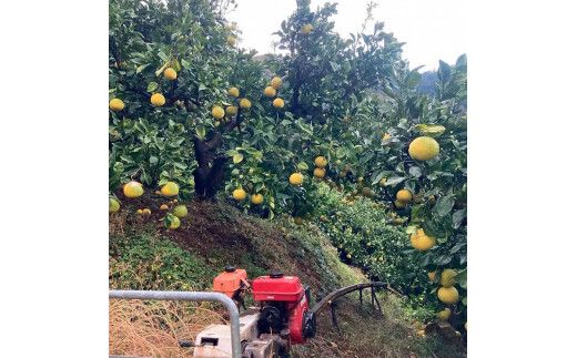 森田さん家の丸神（神谷）文旦（約10kg入り・2Lから5Lサイズ）